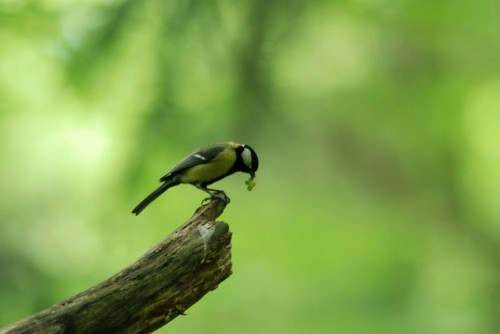 Mésange Charbonière 01.jpg