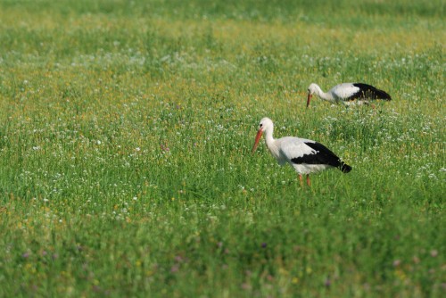 Cigogne blanche 02.jpg