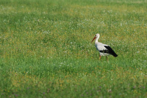 Cigogne blanche.jpg