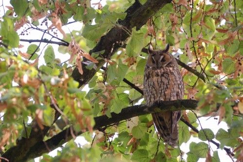 Hibou Moyen Duc.JPG